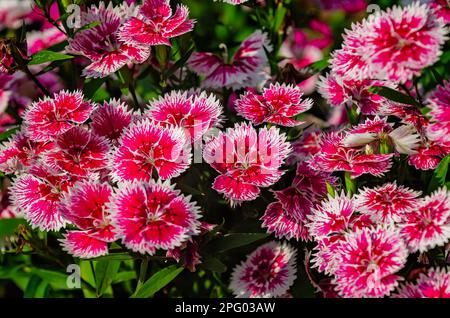 China pink (Dianthus chinensis), a type of dianthus, is pictured, March 8, 2023, in Mobile, Alabama. China pink is a perennial plant. Stock Photo