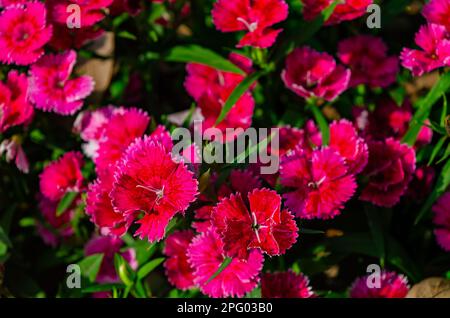 China pink (Dianthus chinensis), a type of dianthus, is pictured, March 8, 2023, in Mobile, Alabama. China pink is a perennial plant. Stock Photo