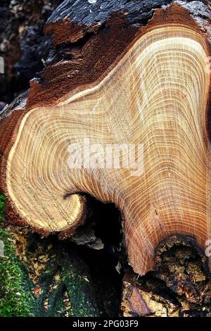 Tree pruning, annual rings, Germany Stock Photo