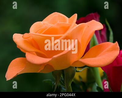 Close-up view of a beautiful orange rose Stock Photo