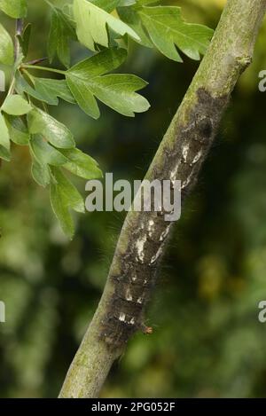 Lappet (Gastropacha quercifolia) Moth full grown larva, on hawthorn twig, Oxfordshire, England, United Kingdom Stock Photo