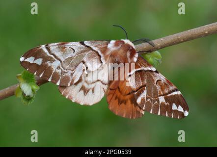Kentish Glory Moth (Endromis versicolora) adult, showing gynandromorphic phenotype, left side is 'female' and right side is 'male', Cannobina Valley Stock Photo