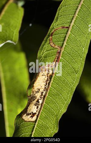 Leafminer moth (Mompha raschkiella) larval feeding tunnel in the leaf of blooming sally (Epilobium angustifolium), Powys, Wales, United Kingdom Stock Photo