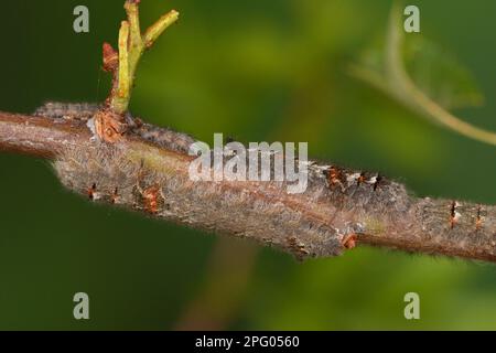 Lappet (Gastropacha quercifolia) Moth larvae, congregation on hawthorn twig, Oxfordshire, England, United Kingdom Stock Photo