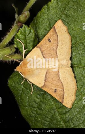 Scalloped oak moth (Crocallis elinguaria), Bright yellow jewel moth, Bright jewel moth, Insects, Moths, Butterflies, Animals, Other animals Stock Photo