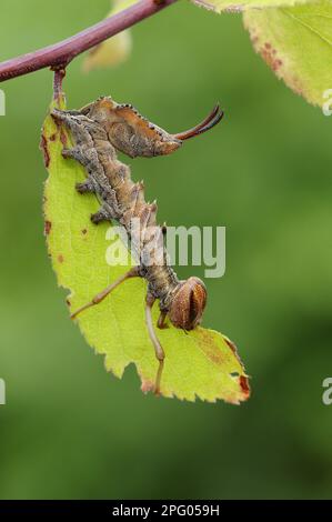 Lobster Moth (Stauropus fagi) larva, feeding on blackthorn leaf, Oxfordshire, England, United Kingdom Stock Photo