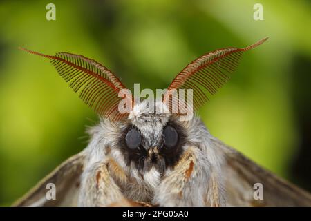 Lobster moth (Stauropus fagi), Insects, Moths, Butterflies, Animals, Other animals, Lobster Moth adult male, close-up of head and antennae, Powys Stock Photo