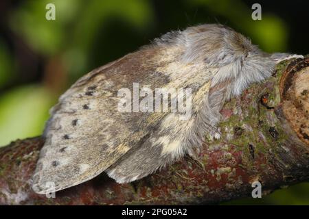 Lobster moth (Stauropus fagi), Insects, Moths, Butterflies, Animals, Other animals, Lobster Moth adult, resting on twig, Powys, Wales, United Kingdom Stock Photo