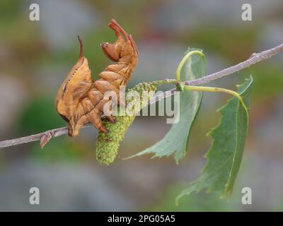 Lobster moth (Stauropus fagi) adult larva, in defensive posture, on catkins of warty birch (Betula pendula), Cannobina Valley, Italian Alps Stock Photo