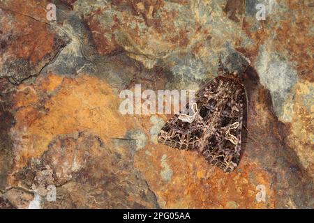 Lychnis (Hadena bicruris) Moth adult, camouflaged on stone, Pyrenees, Ariege, France Stock Photo