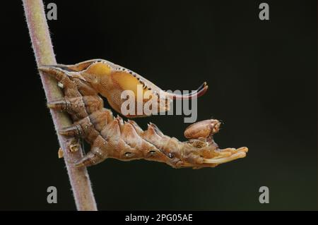 Lobster Moth (Stauropus fagi) larva, in defence posture on stem, Oxfordshire, England, United Kingdom Stock Photo