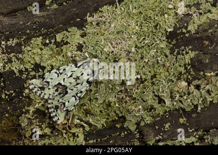 Scarce Merveille du Jour (Moma alpium) adult, resting on lichen, England, United Kingdom Stock Photo