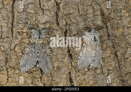 Puss moth (Cerura vinula), Large Fork-tail, Large Fork-tails, Tooth Moth, Insects, Moths, Butterflies, Animals, Other Animals, Puss Moth adult pair Stock Photo