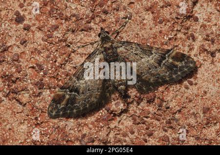 Double-striped pug (Gymnoscelis rufifasciata), Insects, Moths, Butterflies, Animals, Other animals, Double-striped Pug adult, newly emerged and Stock Photo