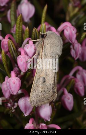 Powdered Quaker (Orthosia gracilis) adult, resting on flowers, Powys, Wales, United Kingdom Stock Photo