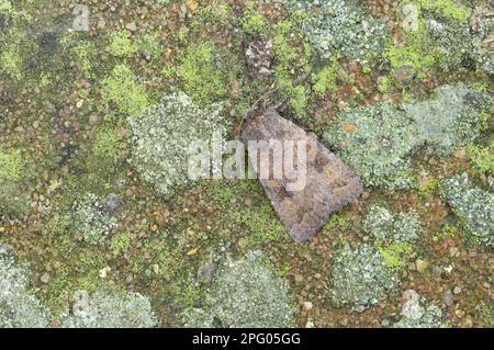 Insects, Moths, Butterflies, Animals, Other animals, Mottled Rustic (Caradrina morpheus) adult, Essex, England, Great Britain Stock Photo
