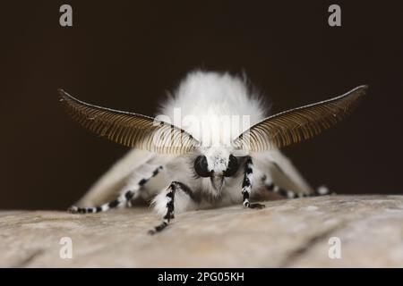 White white satin moth (Leucoma salicis), adult male, antennae showing, resting on birch bark, Oxfordshire, England, United Kingdom Stock Photo