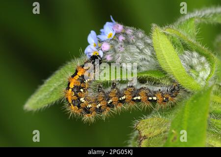 Jersey tiger (Euplagia quadripunctaria) -caterpillar feeding on forget-me-not flowers, bred in captivity Stock Photo