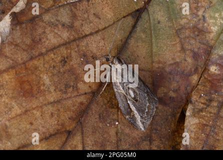 Streak (moth) (Chesias legatella), Late broom moth, Insects, Moths (Geometridae), Butterflies, Animals, Other animals, The Streak adult, resting on Stock Photo
