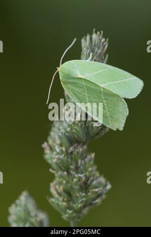 Scarce Silver-lines (Bena bicolorana) adult, Sheffield, South Yorkshire, England, United Kingdom Stock Photo