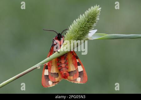 Cream spotted tiger (Arctia villica britannica) adult female, resting on grass, Sicily, Italy Stock Photo