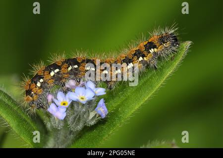Jersey tiger (Euplagia quadripunctaria) -caterpillar, feeds on forget-me-not leaf, bred in captivity Stock Photo