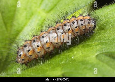 Cinnamon bear, ruby tiger (Phragmatobia fuliginosa), Cinnamon bears, Rusty-winged bears, Bear moth, Insects, Moths, Butterflies, Animals, Other Stock Photo