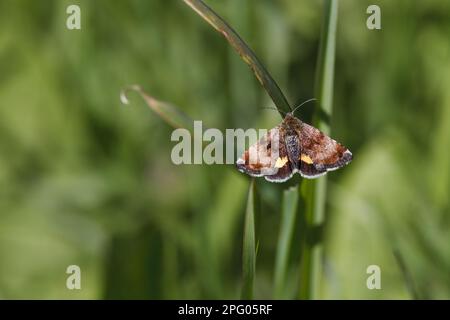 Small yellow underwing (Panemeria tenebrata), owlet moth (Noctuidae), Insects, Moths, Butterflies, Animals, Other Animals, Small Yellow Underwing Stock Photo