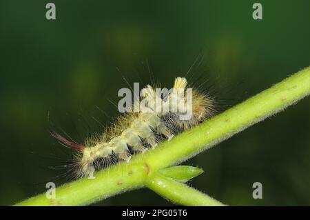 Pale Tussock (Calliteara pudibunda) pale tussock adult caterpillar resting on the petiole of Lime (Tilia spec.), Oxfordshire, England, Great Britain Stock Photo