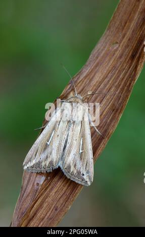 L-album Wainscot (Mythimna l-album) adult, resting on vegetation, Cannobina Valley, Italian Alps, Piedmont, Northern Italy Stock Photo