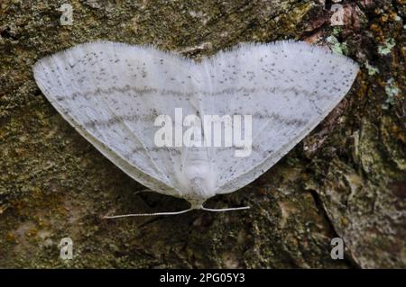 Common white wave moth (Cabera pusaria), White-fronted White Moth, Insects, Moths, Butterflies, Animals, Other Animals, Common White Wave adult Stock Photo