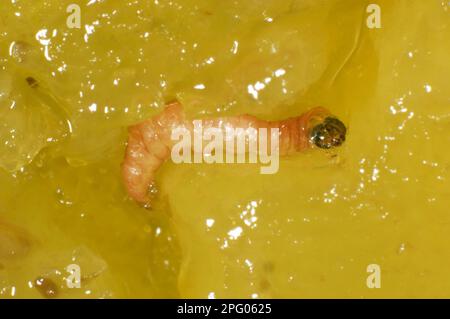 Plum moth, Insects, Moths, Butterflies, Animals, Other animals, Plum fruit moth, Grapholita funebrana, caterpillar in damaged plum fruit Stock Photo