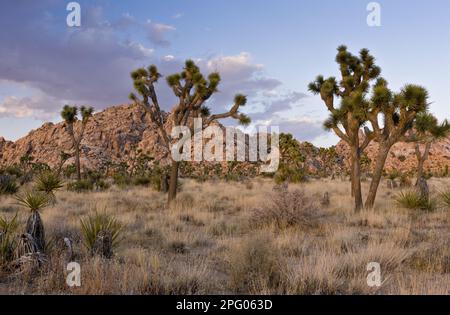 Joshua Tree (Yucca brevifolia) growing in desert habitat in evening sunlight, Joshua Tree N. P. Mojave Desert, California (U.) S. A Stock Photo