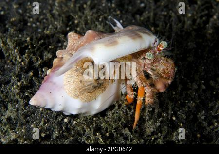 Sea anemone attached to shell of hermit crab Stock Photo - Alamy