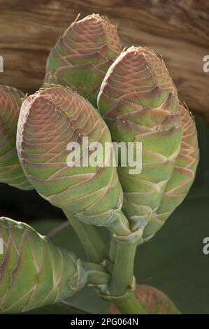 Welwitschia (Welwitschia mirabilis) close-up of female cones, Kirstenbosch National Botanical Garden, Cape Town, Western Cape, South Africa Stock Photo