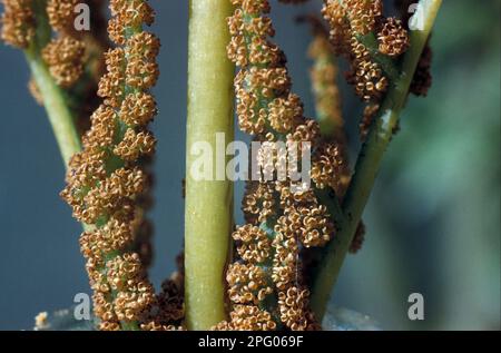 Royal fern (Osmunda regalis) sporangia divided &amp, scattered Stock Photo