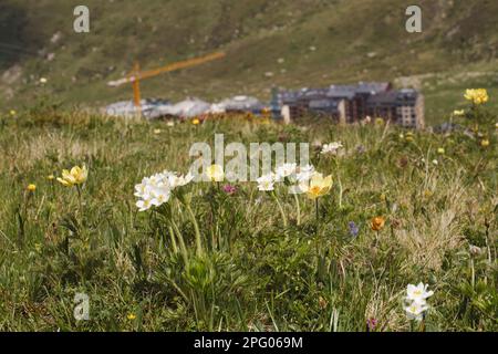 Narcissus flowering narcissus-flowered anemone (Anemone narcissiflora) and yellow alpine pasqueflower (Pulsatilla alpina apiifolia) flowering, in Stock Photo