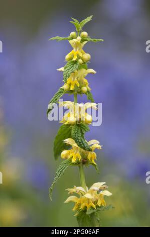 Flowering Yellow Archangel (Lamiastrum galeobdolon), growing under hyacinthoides non-scripta (Endymion non-scriptus), Kent, England, United Kingdom Stock Photo