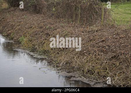 Himalayan Balsam (Impatiens glandulifera) introduced invasive species, clearance beside stream, Norfolk, England, United Kingdom Stock Photo