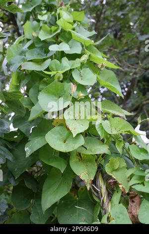 Hedge Bindweed (Calystegia sepium) leaves, climbing wire of telegraph pole, Suffolk, England, United Kingdom Stock Photo