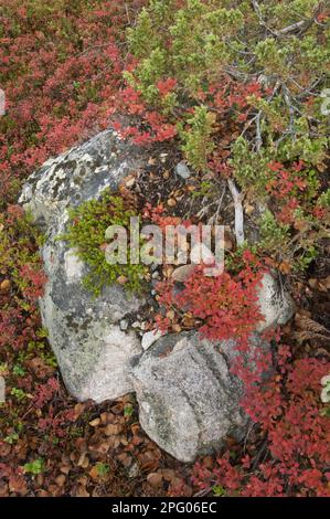 Vaccinium uliginosus, Blackberry, bogberry, fogberry, heather family, Northern Bilberry (Vaccinium uliginosum) leaves in autumn colour, growing Stock Photo