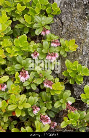 Lingonberry (Vaccinium vitis-idaea var. minus) flowering, Newfoundland, Canada Stock Photo