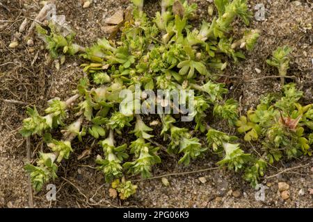 Parsley-piert (Aphanes arvensis) flowering, growing on sandy soil, Breckland, Norfolk, England, United Kingdom Stock Photo