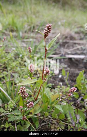 Redshank (Polygonum persicaria) flowering, growing in disused allotment, Suffolk, England, United Kingdom Stock Photo