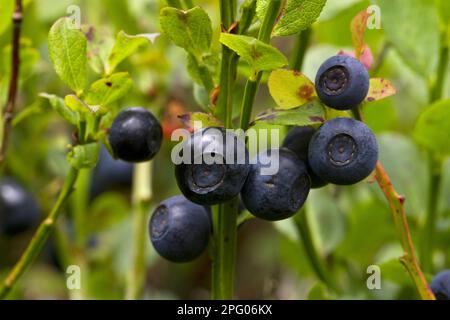 Bilberry, european blueberry (Vaccinium myrtillus), Mollberry, Wildberry, Woodberry, Bickberry, Tickberry, Hayberry, Blueberry, Heather family Stock Photo