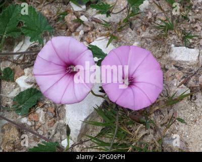 Mallow-leaved bindweed (Convolvulus althaeoides), Mallow-leaved bindweed close-up of growing on roadside verge, Corsica, France Stock Photo