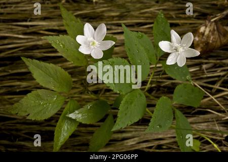 Three-leaved Anemone (Anemone trifolia) flowering, growing in alpine beech woodland, Slovenia Stock Photo