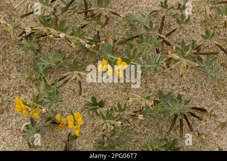 Flowering bird's-foot trefoil (Lotus cytisoides), growing on sandy beach, Sardinia, Italy Stock Photo