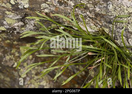 Northern striped fern, forked spleenwort (Asplenium septentrionale), Ferns, Forked spleenwort leaves, growing on acid rock, Spanish Pyrenees, Spain Stock Photo