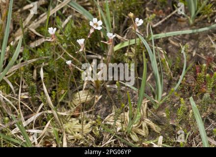 Pale Butterwort (Pinguicula lusitanica) flowering, growing in bog, France Stock Photo